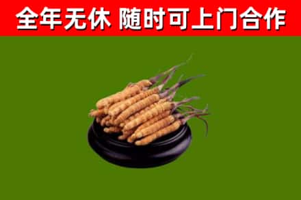 龙南回收散虫草